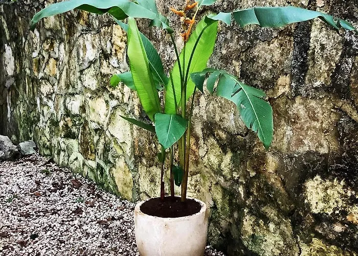 Escarabajo Rojo 3*